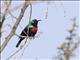 Shining Sunbird (Nectarinia habessinica)