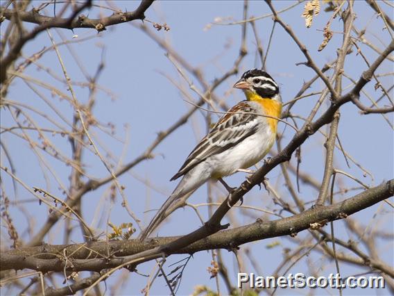 Somali Bunting (Emberiza poliopleura)