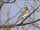 Somali Golden-breasted Bunting (Emberiza poliopleura)