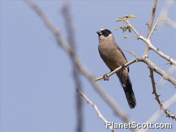 Black-cheeked Waxbill (Brunhilda charmosyna)