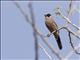 Red-rumped Waxbill (Estrilda charmosyna)