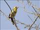 Yellow-breasted Barbet (Trachyphonus margaritatus)