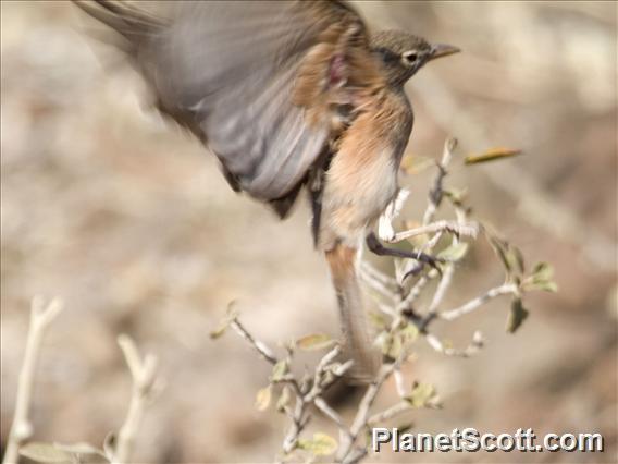 Yellow-spotted Bush Sparrow (Gymnoris pyrgita)