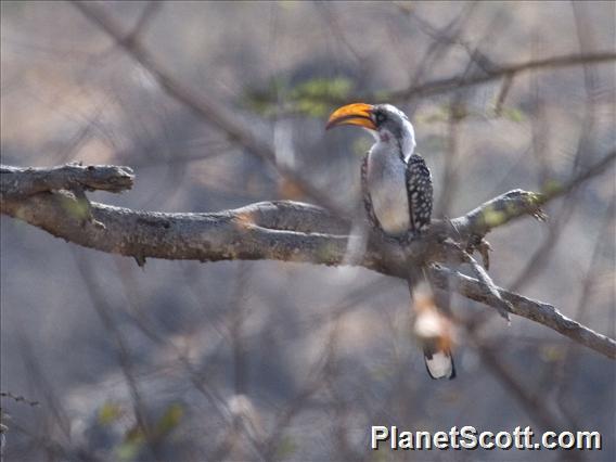 Eastern Yellow-billed Hornbill (Tockus flavirostris)