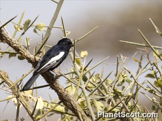 White-winged Black-Tit (Melaniparus leucomelas)