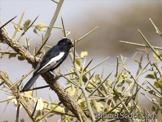 White-winged Tit (Parus leucomelas)