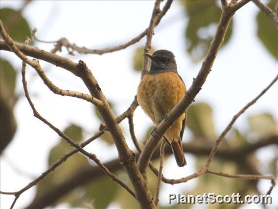 Little Rock-Thrush (Monticola rufocinereus)