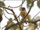 Little Rock-Thrush (Monticola rufocinereus)