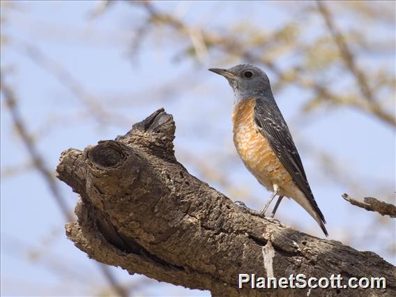 Rufous-tailed Rock-Thrush (Monticola saxatilis)