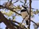 Grey-headed Batis (Batis orientalis) - Male