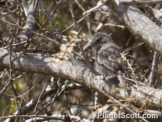 Sombre Chat (Oenanthe dubia)