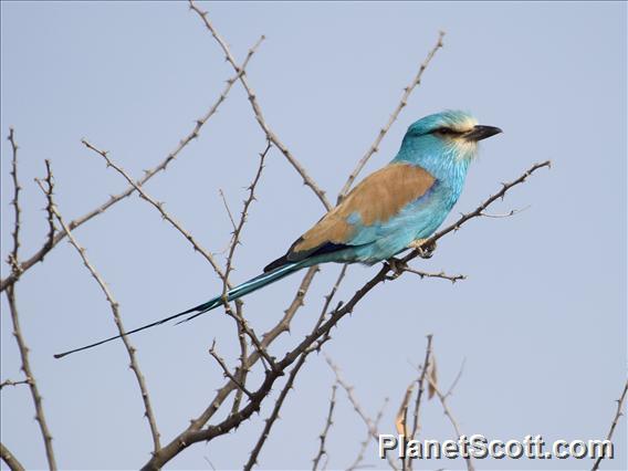 Abyssinian Roller (Coracias abyssinicus)