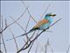 Abyssinian Roller (Coracias abyssinica)