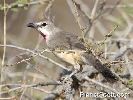 Rosy-patched Bushshrike (Rhodophoneus cruentus)