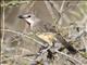 Rosy-patched Bushshrike (Rhodophoneus cruentus)