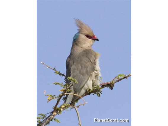 Blue-naped Mousebird (Urocolius macrourus)