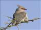 Blue-naped Mousebird (Urocolius macrourus)