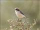 Woodchat Shrike (Lanius senator)