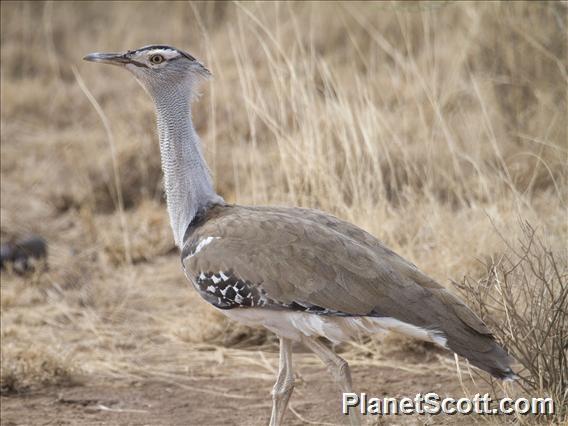 Kori Bustard (Ardeotis kori)