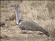 Kori Bustard (Ardeotis kori)