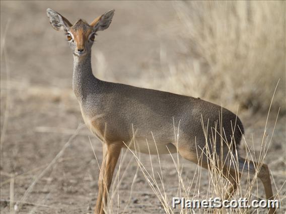 Salt's Dik-dik (Madoqua saltiana)