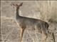 Salts dik-dik (Madoqua saltiana) - Female