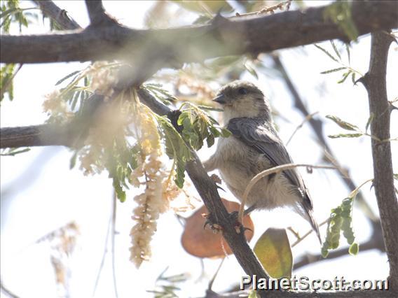 Mouse-colored Penduline-Tit (Anthoscopus musculus)