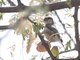 Mouse-colored Penduline-Tit (Anthoscopus musculus)
