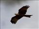 Black Kite (Milvus migrans)