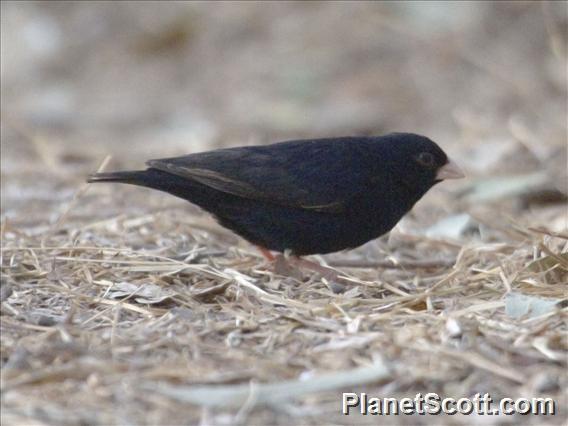 Village Indigobird (Vidua chalybeata)