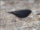 Village Indigobird (Vidua chalybeata)