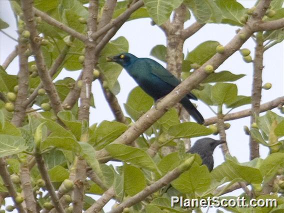 Lesser Blue-eared Starling (Lamprotornis chloropterus)