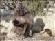 Gelada Baboon (Theropithecus gelada) - Young Male