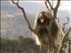 Gelada Baboon (Theropithecus gelada) - Adult Male