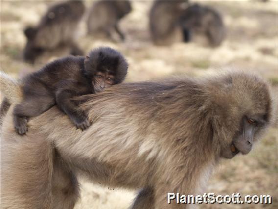 Gelada Baboon (Theropithecus gelada)