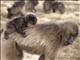 Gelada Baboon (Theropithecus gelada) - Mom and Baby