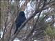 White-backed Tit (Parus leuconotus)