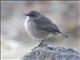 Moorland Chat (Cercomela sordida)