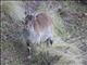 Walia ibex (Capra walie) - Female