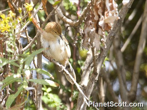 Stout Cisticola (Cisticola robustus)