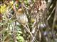 Stout Cisticola (Cisticola robustus)