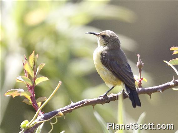 Beautiful Sunbird (Cinnyris pulchellus)