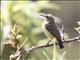 Beautiful Sunbird (Nectarinia pulchella) - Female