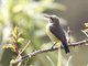 Variable Sunbird (Cinnyris venustus)