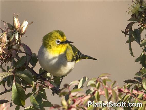 Ethiopian White-eye (Zosterops poliogastrus)