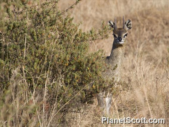 Klipspringer (Oreotragus oreotragus)