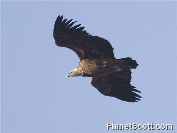 Rueppell's Griffon (Gyps rueppellii)