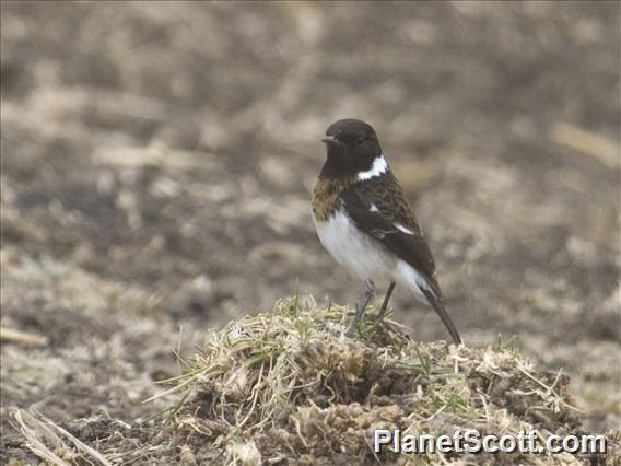 African Stonechat (Saxicola torquatus)