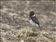 Common Stonechat (Saxicola torquata) - ssp torquata