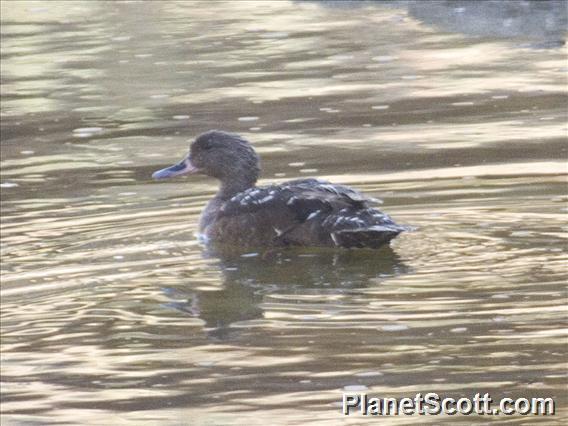 African Black Duck (Anas sparsa)